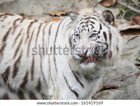 roaring white tiger in Guangzhou, endangered animal in China