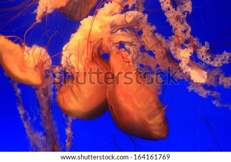 wonderful red sea jellies, Hong Kong Ocean Park