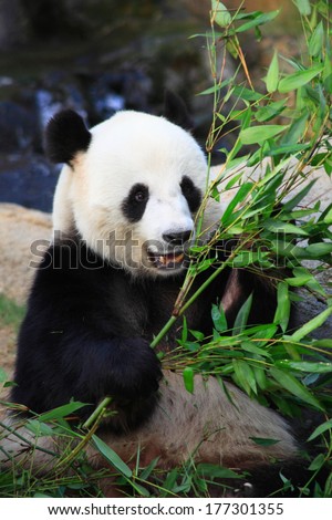 giant panda eating bamboo leaves in Hong Kong Ocean Park
