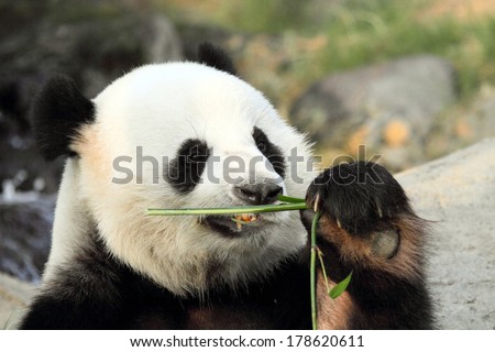 giant panda eating bamboo leaves in Hong Kong Ocean Park