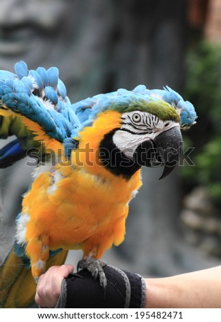 Blue and gold macaw of Hong Kong Ocean Park