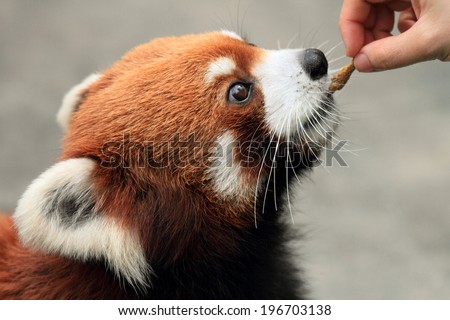 beautiful red panda, endangered animal, Hong Kong Ocean Park