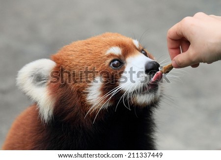 beautiful red panda, endangered animal