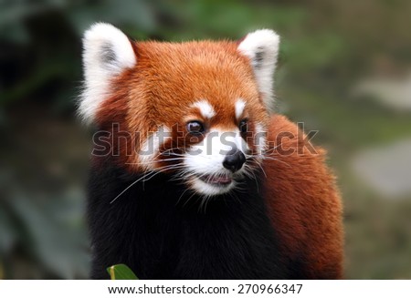 lovely red panda, endangered animal in China
