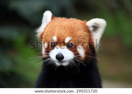 beautiful red panda, endangered animal in China