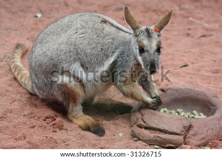Sydney: cute kangaroo staring at the camera