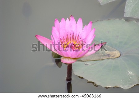 pink water lily in Mai Po Conservation Park managed by WWF in Hong Kong