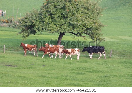 group of cows walking in Appenzell, the famous cattle breeding town in Switzerland