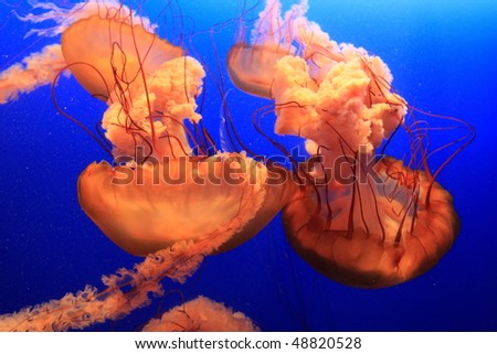 wonderful red sea jellies in Hong Kong Ocean Park