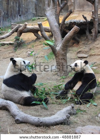 panda couple looking at each other in Hong Kong Ocean Park