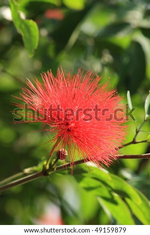 red flower: Pink Powder Puff, also known as Calliandra haematocephala, commonly found in Hong Kong country park