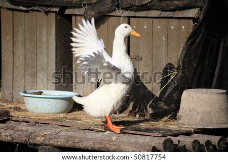 lovely duck flapping wings at its cottage in Prince Gong\'s palace lake in Beijing