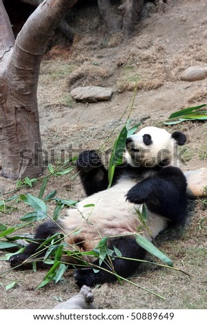giant panda smelling bamboo leaves in Hong Kong Ocean Park