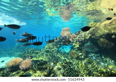 Australia Aquarium