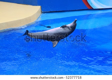 beautiful motion of jumping dolphin