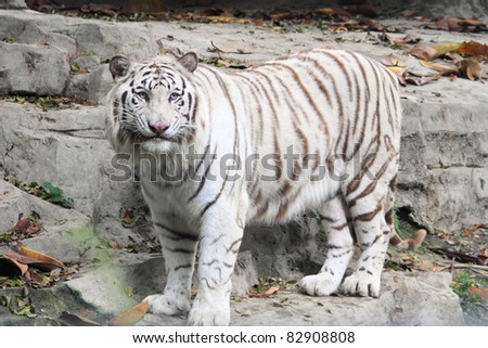 beautiful white tiger in Guangzhou, endangered animal in China