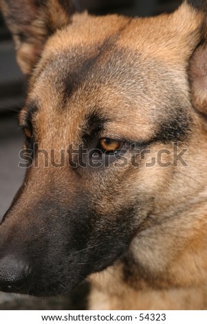 wolf dog portrait