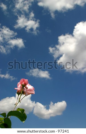 the rose and the sky