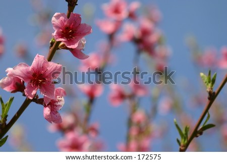 peach flower - focus on the foreground - blurred background