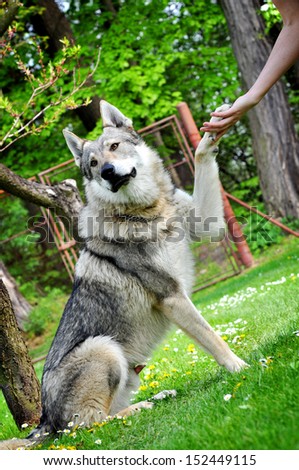 Obedient wolf dog holding paw