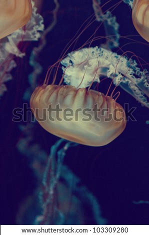 Abstract group of Man-O-War Jellyfish swimming in an Aquarium