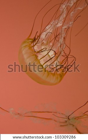 Abstract Man-O-War Jellyfish swimming in an Aquarium