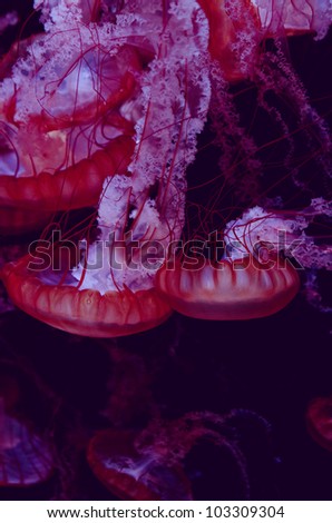 Abstract group of Man-O-War Jellyfish swimming in an Aquarium