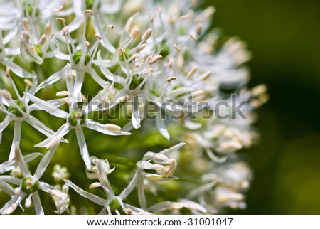 Abstract white orb flower