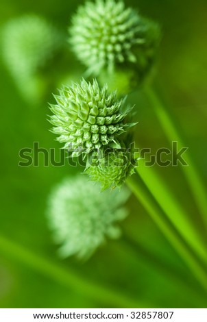 Abstract green flower