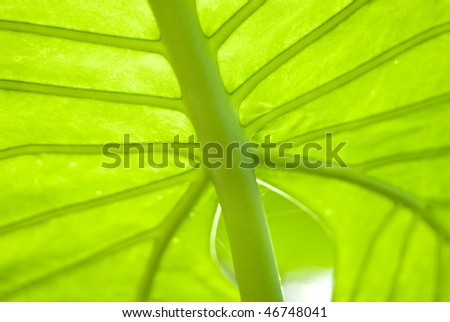 Back lighting of a leaf