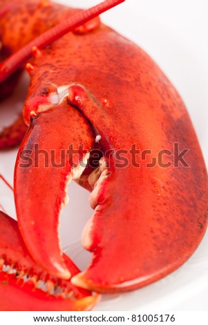 Claw of prepared lobster isolated on studio