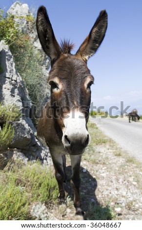 donkey face