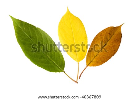 cherry tree leaves. leaves of bird cherry tree