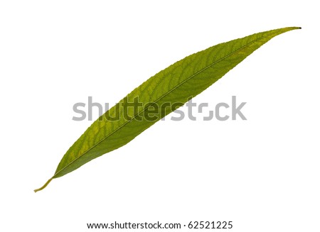 stock photo green leaf of pusy willow tree isolated on white background