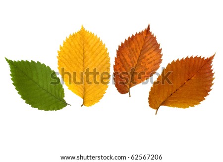 elm tree leaf. autumn leaves of elm tree