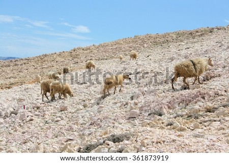 sheep,  in Baska, island Krk, Croatia