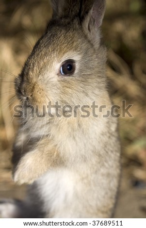 A baby rabbit standing in a vertical position