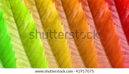 a colorfull pattern created by leafs representing all seasons of the year