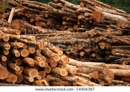 Fresh Cut Logs