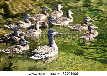 A female Mallard duck swimming with her ducklings in the late afternoon sun, giving the water a greenish color.