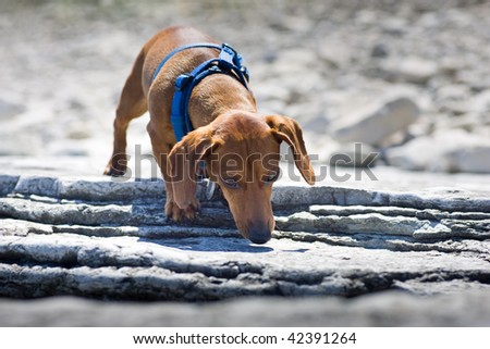 A miniature Dachshund sniffing a rocky ledge, wearing a blue harness.