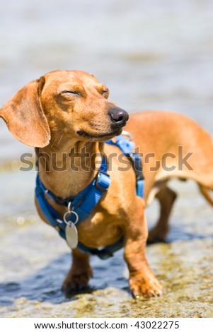 Red Smooth Dachshund