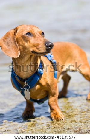 A red, smooth miniature dachshund, on a wet flat rock, looking up at the sky.