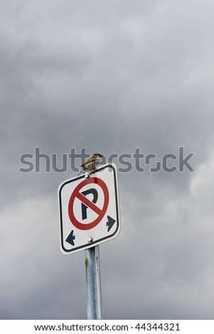 A small bird sitting on a \'no parking\' sign, with a dark storm cloud behind.