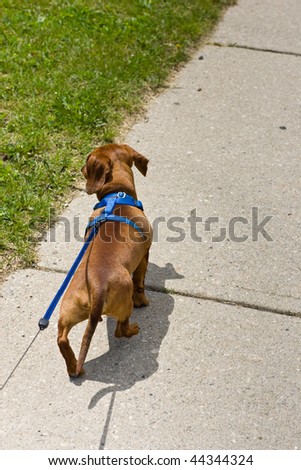 Walking a small miniature Dachshund on a sidewalk, with the leash leading out of frame.