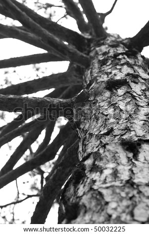 Closeup portion of a tree trunk, showing the busy offshoots of branches going in all directions.  A black and white process was applied, bringing out the bark texture.