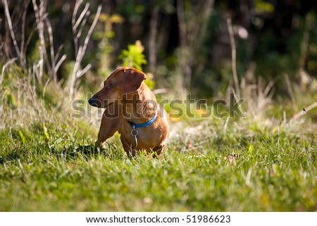 A miniature Dachshund posing in the grass.