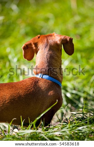 A miniature Dachshund, in the tall grass, looking away from the camera, highlighting his floppy ears.