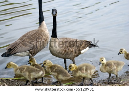 Goslings in the foreground, with their parents behind, and a background of rippling water.