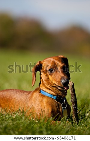 A miniature Dachshund lying in the grass, about to chew on a stick, with his tongue hanging out.